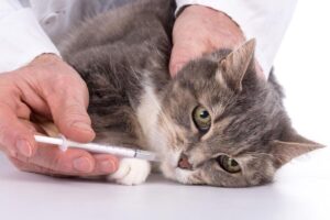 Read more about the article The Post-Deworming Cat Bath Dilemma: Is It Safe and Necessary?