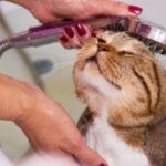 Understanding Cat Shaking After a Bath: Unraveling the Feline Mystery