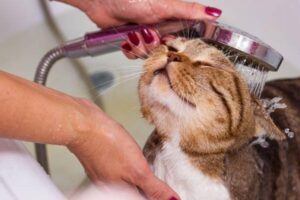 Read more about the article Understanding Cat Shaking After a Bath: Unraveling the Feline Mystery
