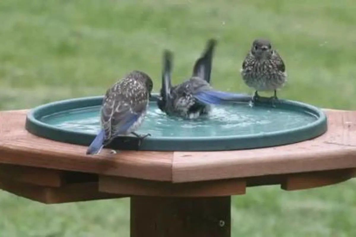 Unveiling the Charm of a Mississippi Bird Bath A Southern Tradition