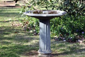 Read more about the article Unveiling the Charm of a Mississippi Bird Bath: A Southern Tradition