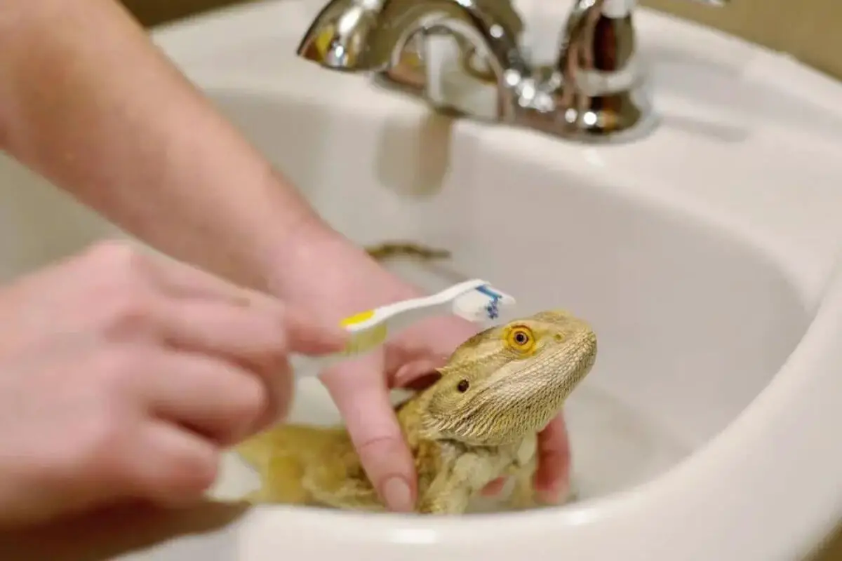 What Happens If You Don't Bathe Your Bearded Dragon