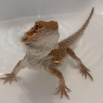 What Happens If You Don’t Bathe Your Bearded Dragon
