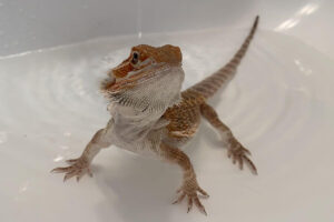 Read more about the article What Happens If You Don’t Bathe Your Bearded Dragon