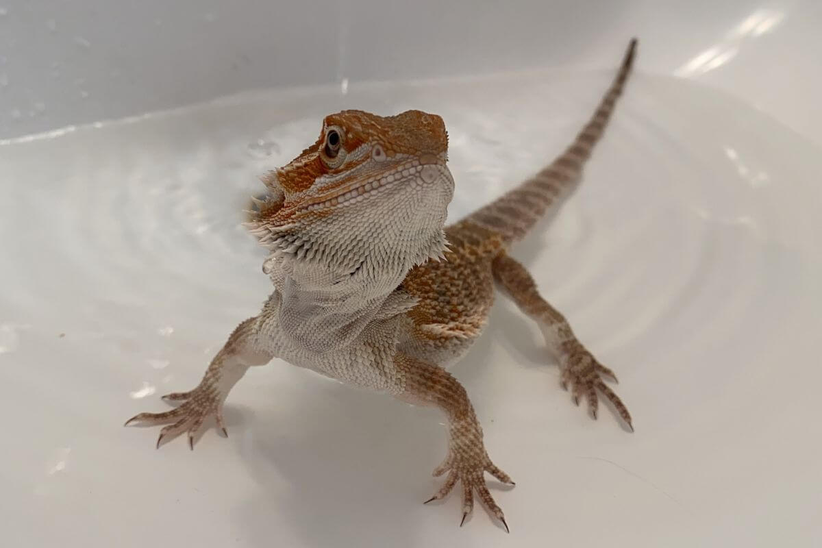 What Happens If You Don't Bathe Your Bearded Dragon