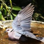 Timing the Avian Symphony: When Birds Grace Birdbaths