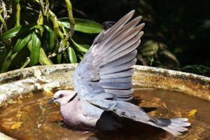 Read more about the article Timing the Avian Symphony: When Birds Grace Birdbaths