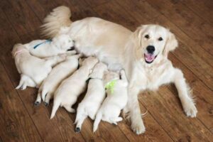 Read more about the article When Can I Bathe My Dog After C-Section: A Comprehensive Guide