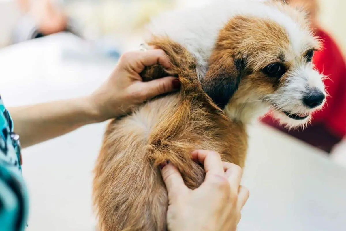 When to Apply Flea Treatment After a Bath Optimizing Pet Care