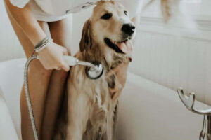 Read more about the article Decoding Canine Behavior: Why Do Dogs Roll in the Dirt After a Bath?