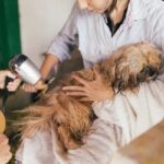 Unveiling the Mystery: Why Your Dog Shakes After a Bath