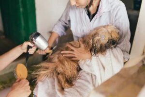 Read more about the article Unveiling the Mystery: Why Your Dog Shakes After a Bath