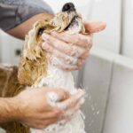 Can I Bathe My Dog After Mating? Debunking Myths and Ensuring Proper Care