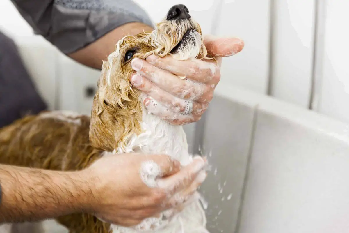 Can I Bathe My Dog After Mating