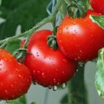 Amish Paste Tomato vs. San Marzano: Choosing the Perfect Tomato for Your Recipes