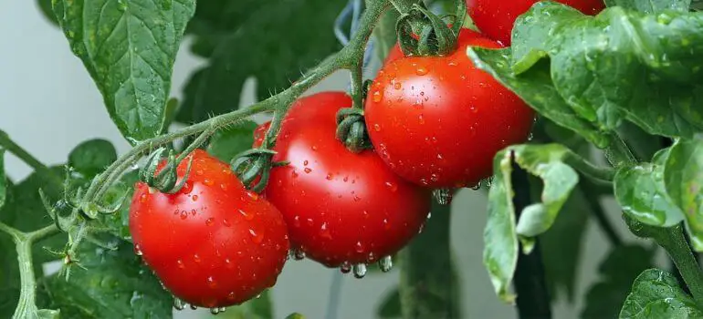 Amish Paste Tomato vs. San Marzano Choosing the Perfect Tomato for Your Recipes