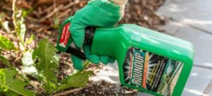Read more about the article Brush Killer vs Roundup: Choosing the Right Weapon for Weeds