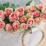 Carpet Roses vs Drift Roses: Choosing the Perfect Bloom for Your Garden