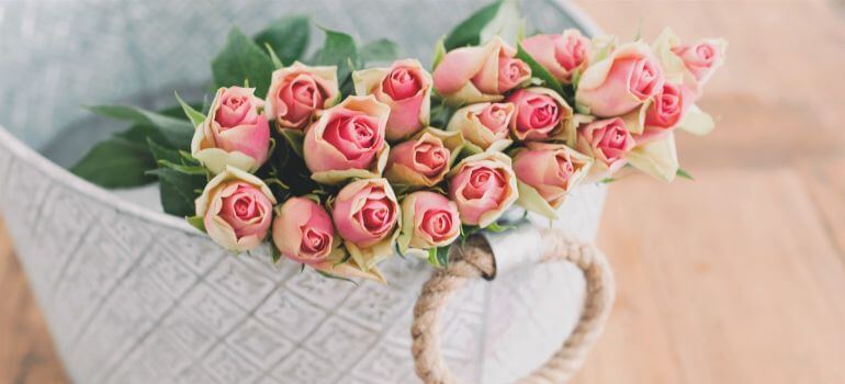 Carpet Roses vs Drift Roses Choosing the Perfect Bloom for Your Garden
