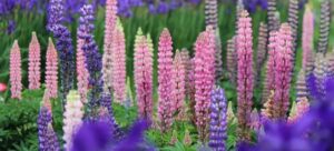 Read more about the article Delphinium vs Lupine: A Colorful Clash in Your Garden