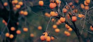 Read more about the article Giant Fuyu Persimmon vs Fuyu Persimmon: Unraveling the Sweet Debate