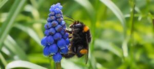 Read more about the article Grape Hyacinth vs. Hyacinth: A Blooming Battle