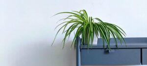 Read more about the article Hawaiian Spider Plant vs Spider Plant: Exploring the Green World