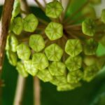 Hoya Kalimantan vs. Callistophylla: A Comprehensive Comparison