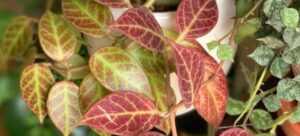 Read more about the article Hoya Obscura vs. Sunrise: Decoding the Secrets of Popular Houseplants