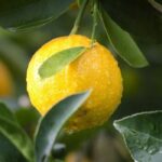 Improved Meyer Lemon vs. Meyer Lemon: Unraveling the Citrus Mystery