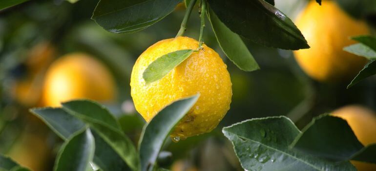 Improved Meyer Lemon vs. Meyer Lemon Unraveling the Citrus Mystery