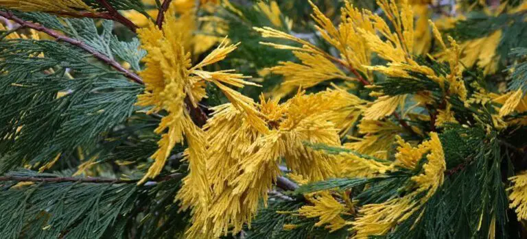 Incense Cedar vs. Western Red Cedar: Unraveling the Timber Tale