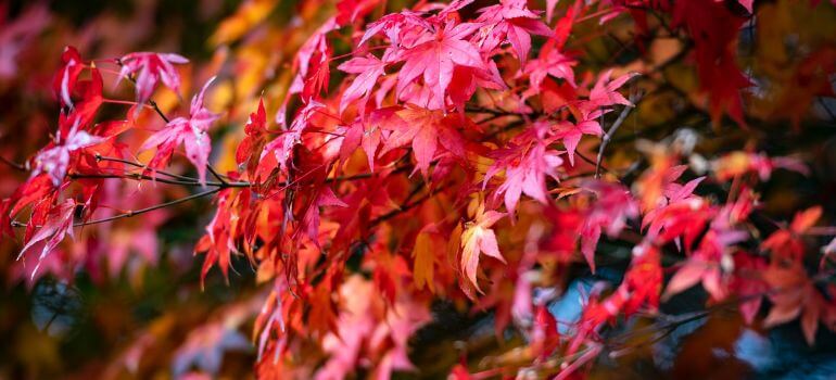 Japanese Maple Red Dragon vs. Crimson Queen A Tale of Two Beauties