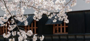 Read more about the article Kwanzan vs Okame Cherry Tree: A Blooming Dilemma