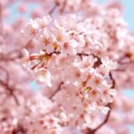 Kwanzan vs Yoshino Cherry Tree: A Blossoming Battle