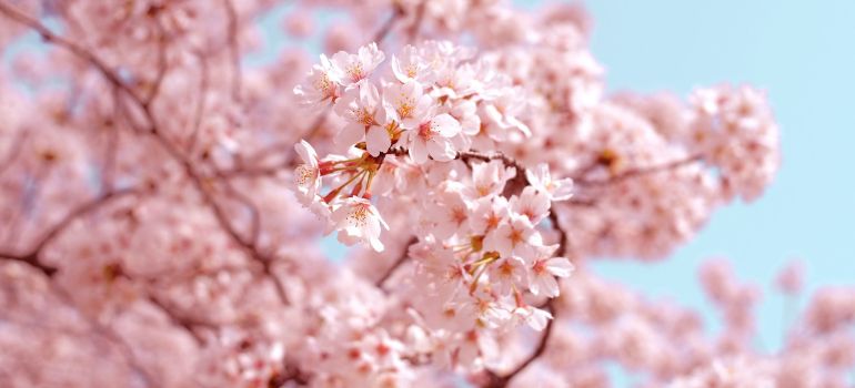 Kwanzan vs Yoshino Cherry Tree A Blossoming Battle