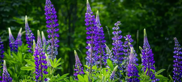 Larkspur vs. Lupine A Colorful Showdown in Your Garden
