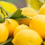 Lisbon vs Eureka Lemon: The Citrus Clash