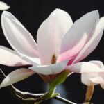 Magnolia Flower Bud vs Leaf Bud: Exploring Nature’s Artistry
