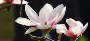 Read more about the article Magnolia Flower Bud vs Leaf Bud: Exploring Nature’s Artistry