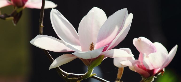 Magnolia Flower Bud vs Leaf Bud Exploring Nature's Artistry