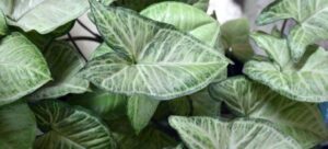 Read more about the article Nephthytis vs Syngonium: A Green Battle