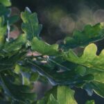 Oakland Holly vs. Oakleaf Holly: Choosing the Perfect Holly for Your Landscape