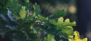 Read more about the article Oakland Holly vs. Oakleaf Holly: Choosing the Perfect Holly for Your Landscape