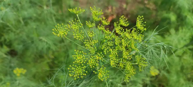 Opting for Dill Weed A Fresh Twist