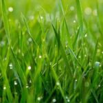 Rebels Tall Fescue vs. Scotts: Making the Right Choice for Your Lawn