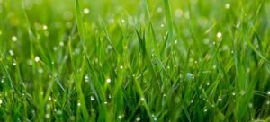 Read more about the article Rebels Tall Fescue vs. Scotts: Making the Right Choice for Your Lawn
