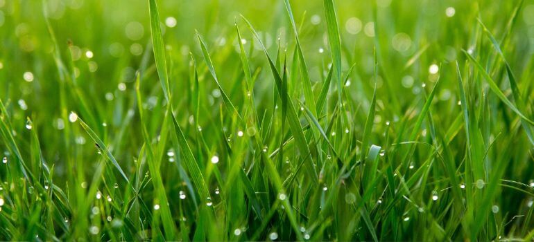 Rebels Tall Fescue vs. Scotts Making the Right Choice for Your Lawn