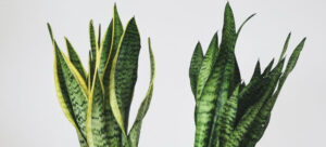 Read more about the article Sansevieria Sayuri vs. Siam Silver: Unveiling the Beauty of Snake Plants