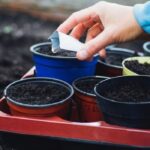 Schultz Plant Food vs. Miracle-Gro: Nourishing Your Garden